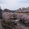 2018年金澤桜百景総集編（桜橋）