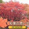 紅葉🍁🍁🍁　行けなかったなぁ～＾(-_-;)