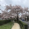 曳舟川通りと葛飾区役所通りと亀有さくら通りの桜