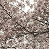 Ordinary cherry blossom