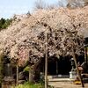 性徳寺の枝垂れ桜・・