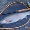 大きくて綺麗でよく引く養殖魚が増えたが。