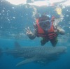 ジンベエザメと泳ごう♡セブ島オスロブの旅！