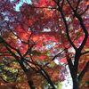 輪王寺の紅葉（11月６日10時頃撮影）