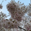 お花見伝説　〜岩手県南地域の桜を見に行く〜 2020/4/15