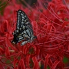 10年以上前のカメラで曼殊沙華を撮ってみた。（D5200撮影）