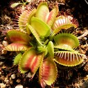 食虫植物の花言葉を調べたらほとんどがアレだった話 ゆっくり食虫植物 タクチャガーデン Takucha S Garden
