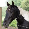 馬面からの馬鹿面