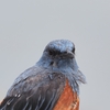 梅雨の晴れ間に探鳥