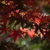 三瀧寺の紅葉 見納め