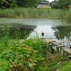 小池（埼玉県岩槻）