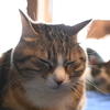 寒の戻り。