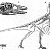 じじぃの「カオス・地球_443_移行化石の発見・第4章・恐竜・始祖鳥の発見」