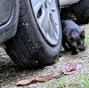 猫疥癬の黒豆母さん、小豆・大豆ちゃんと+タンゴちゃん②😨😭