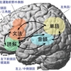 英語脳とは？　作り方・大人も実践できる東大式　英語思考ができない原因とは？