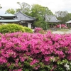 ツツジが咲き誇る８４番札所屋島寺