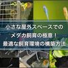 小さな屋外スペースでのメダカ飼育の極意！最適な飼育環境の構築方法