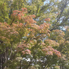 京都御苑の紅葉の様子