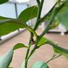 ベランダでレモンの木を育ててみた（6月）