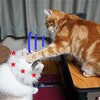 二匹の猫、最接近