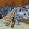 猫の、問題解決法。