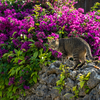 八重山諸島のねこさん