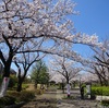 桜の下でお昼ご飯を食べる