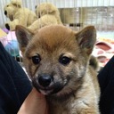 Hana & Hachi's Shibainu Diary