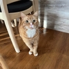 よその猫