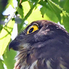 アオバズクの様子を見に