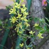 葉牡丹の花