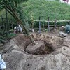 ザクロの樹を掘り起こして植え替えました。@ビアンカの庭