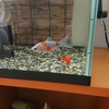水温急落で二週間動かなかった金魚