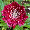 ガーベラ（ハナグルマ）の花たち