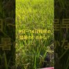 いわてっこの稲刈り開始 田植えから114日目#japan #農業 #farming #稲作