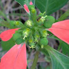 (203) Euphorbia cyathophora