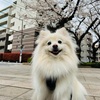 【ペット】春が来た