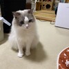 雨の日のお留守番で今日も眠そうなふくちゃん