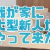 【プライズ】我が家に大型新人がやって来た【ハンギョドングッズ】