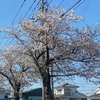 散る桜　残る桜も　散る桜