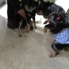 狂犬病ワクチン