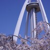 一宮市の138タワーパークへ桜を撮りに。。。そしてセルフライトアップへ