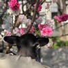 まろにー2378日目