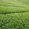 二番茶　6月中旬の生長状況