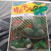 サボテンの種まき