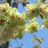 監物台樹木園の桜