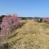 七野墳墓群の空撮お花見（石川県河北郡津幡町）