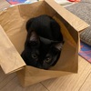 猫の扱いが分からない