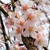 2019年3月21日（木祝）〜4月7日（日）真鶴しだれ桜の宴 お花見の穴場！？