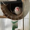 ⌲巣取り合戦
